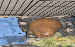 Guinea Pig rodents for sale: Guinea pig in need of a home. - Advert 2