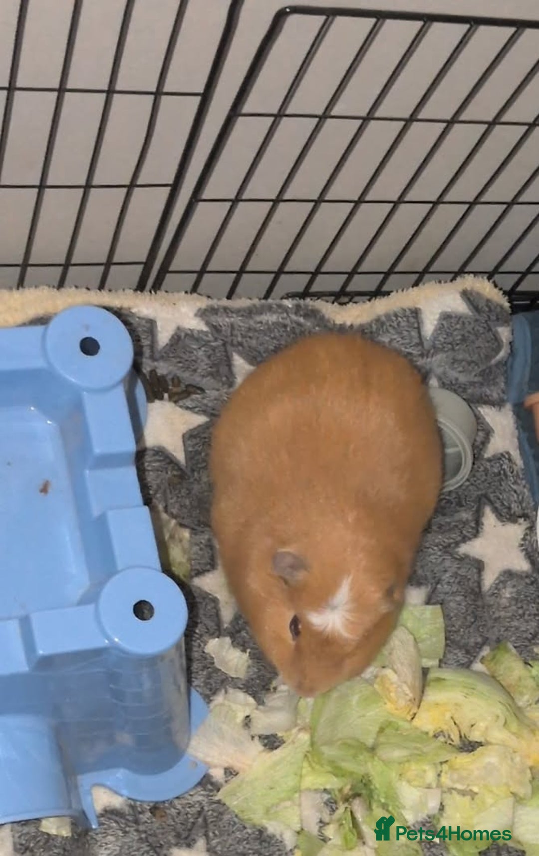 Guinea Pig rodents for sale: Guinea pig in need of a home. - Advert 2