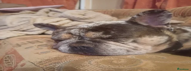 Bubba