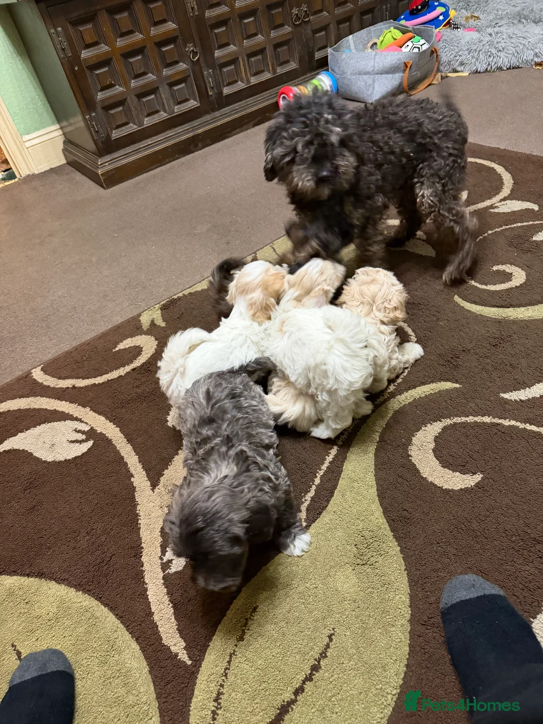 Mixed Breed dogs for sale: Beautiful Maltipoo Teddy Bears - Advert 20