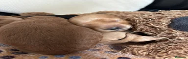 Cockapoo 5