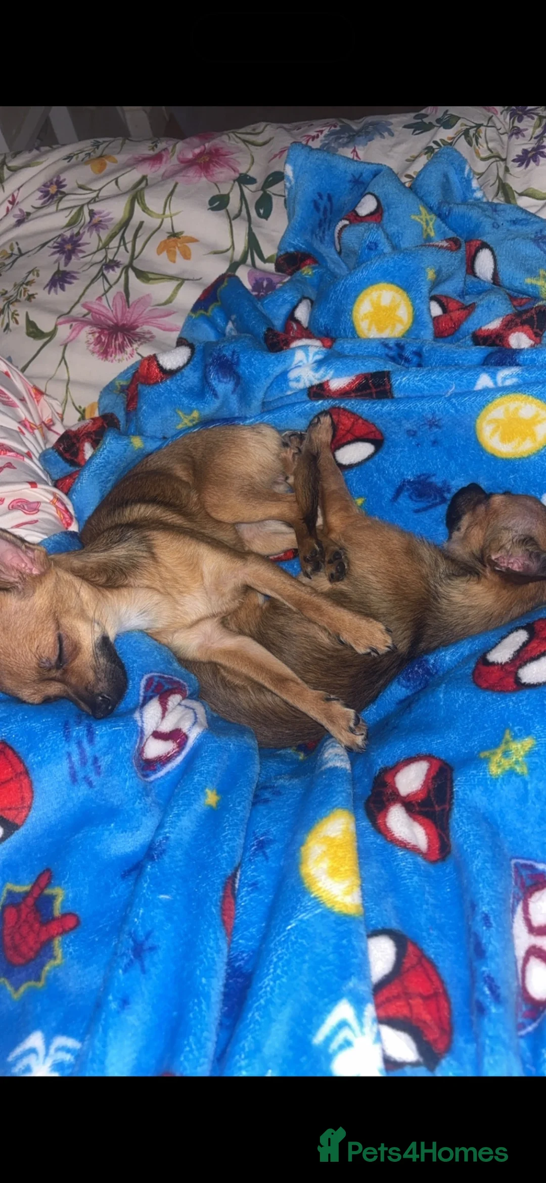 Chihuahua dogs for sale: Chihuahua puppy  - Advert 3