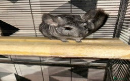 Chinchilla rodents for sale: Stunning little Female Chinchilla £80 - Image 3