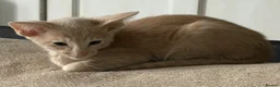 Oriental cats for sale: GCCF registered Oriental kittens  - Advert 4