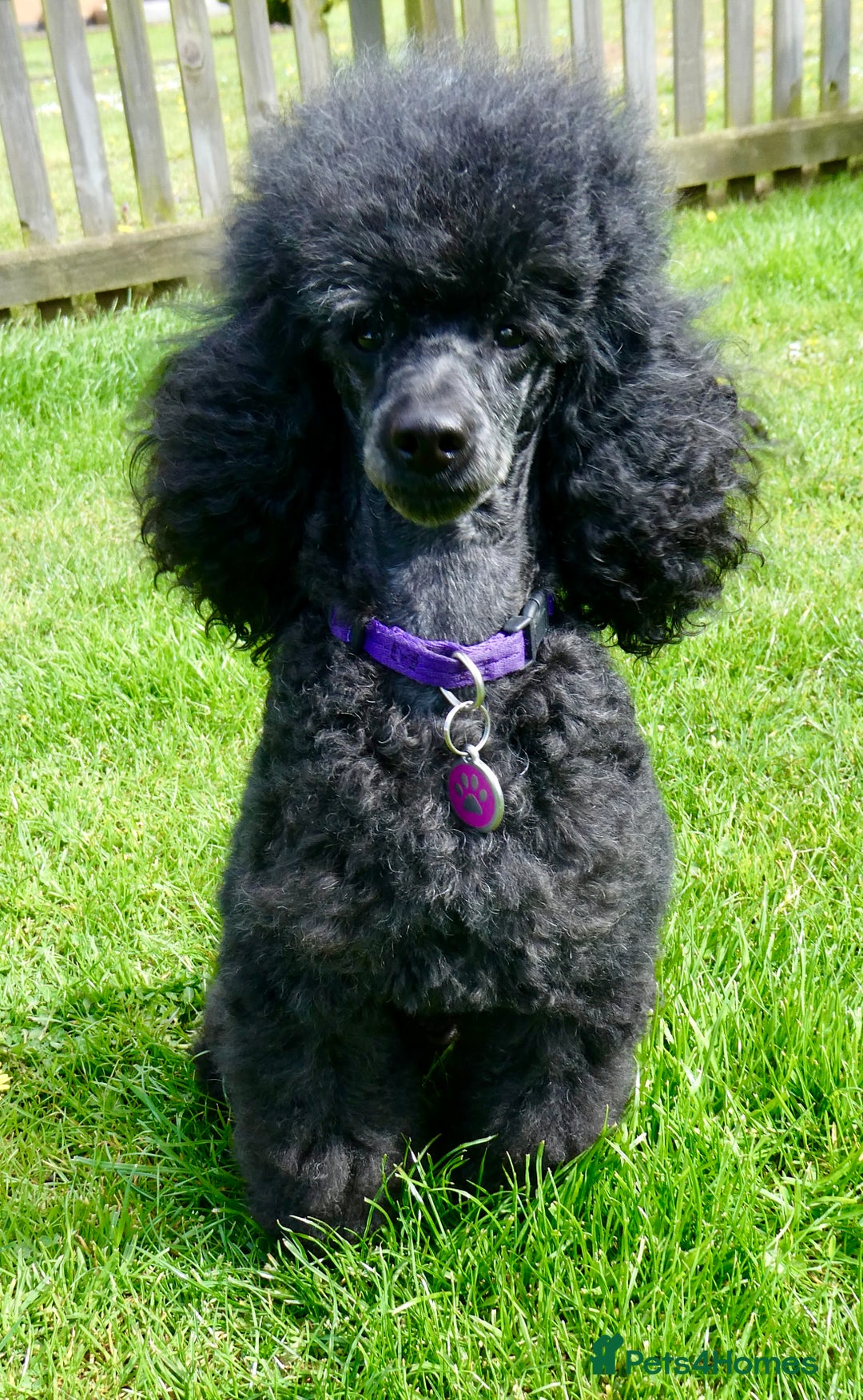 Miniature Poodle dogs for stud: KC reg fully health tested for stud BVA eye exam in Market Rasen - Image 7