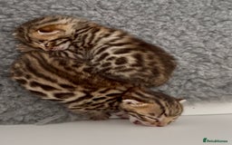 Bengal cats for sale: Exceptional show quality Brown TICA registered 🥰 - Image 6