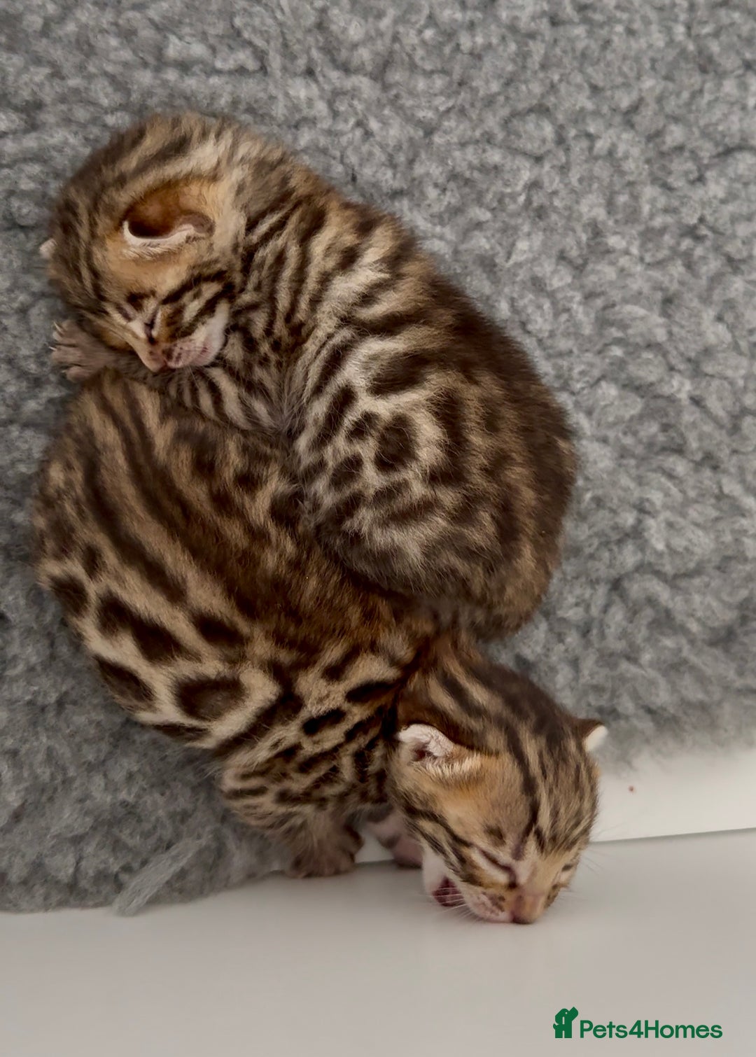 Bengal cats for sale: Exceptional show quality Brown TICA registered 🥰 - Image 6