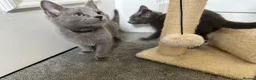 Russian Blue cats for sale: Russian Blue Kittens  - Advert 6