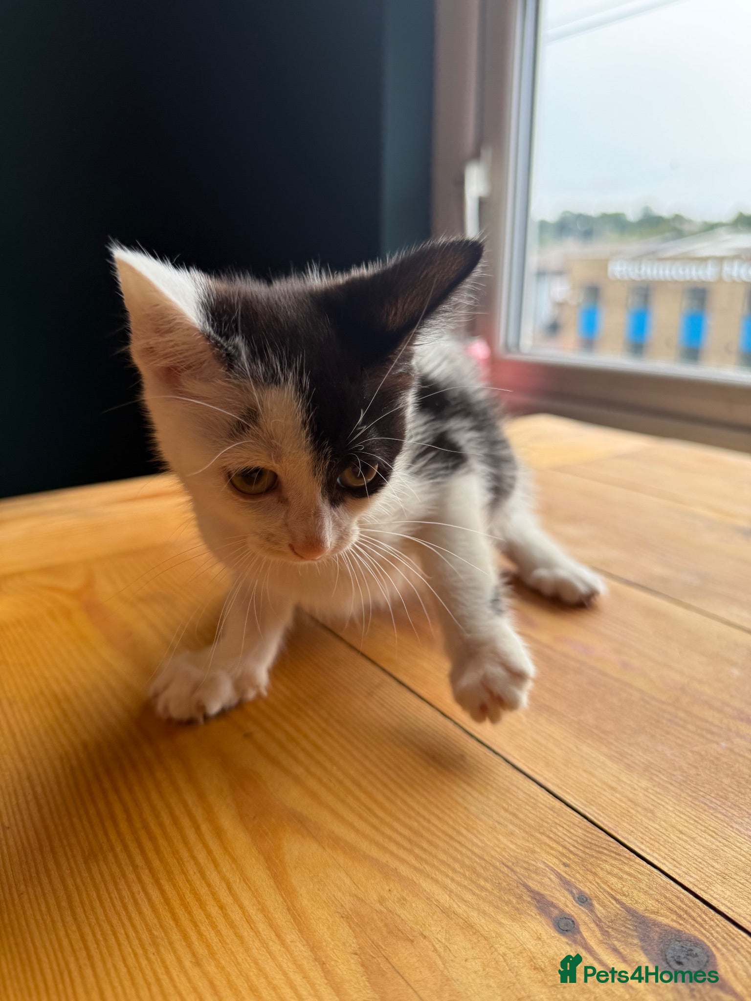 Mixed Breed cats 3 kittens for sale all female  - Advert 1