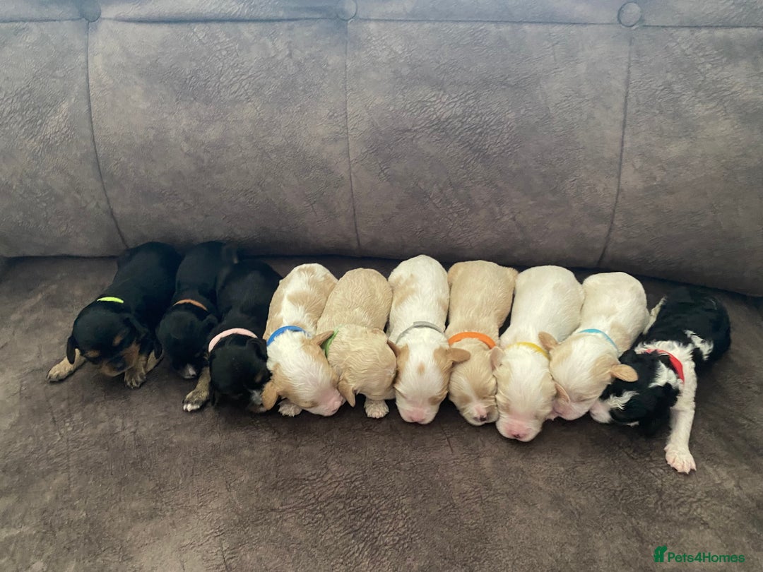 Cavachon dogs for sale: Cavalier King Charles x Cavachon - Image 3