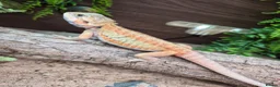 Bearded Dragon reptiles for sale: Bearded dragon babies  - Advert 3