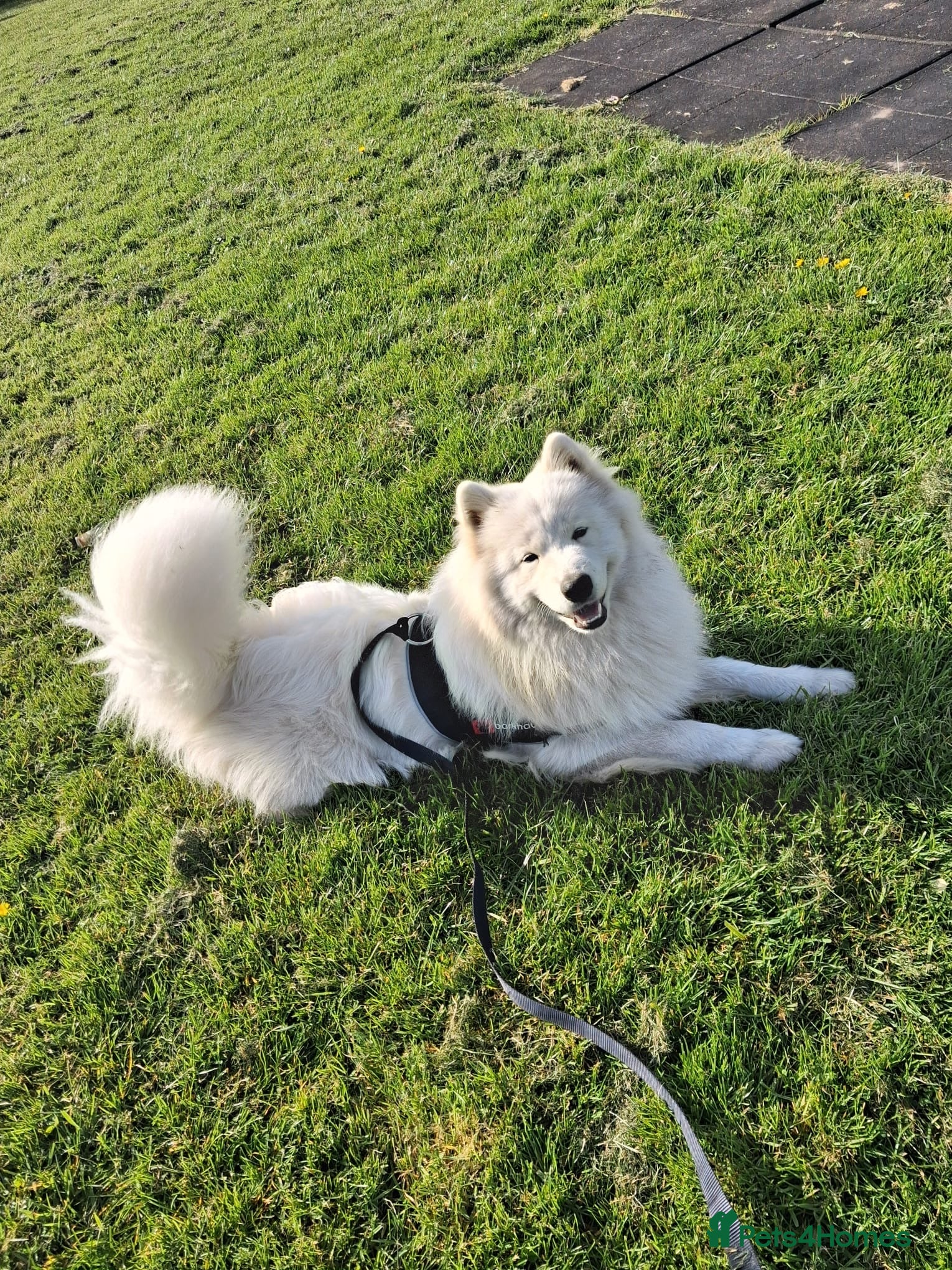 Samoyed dogs URGENT Male Samoyed 11 months old needs rehoming - Advert 1