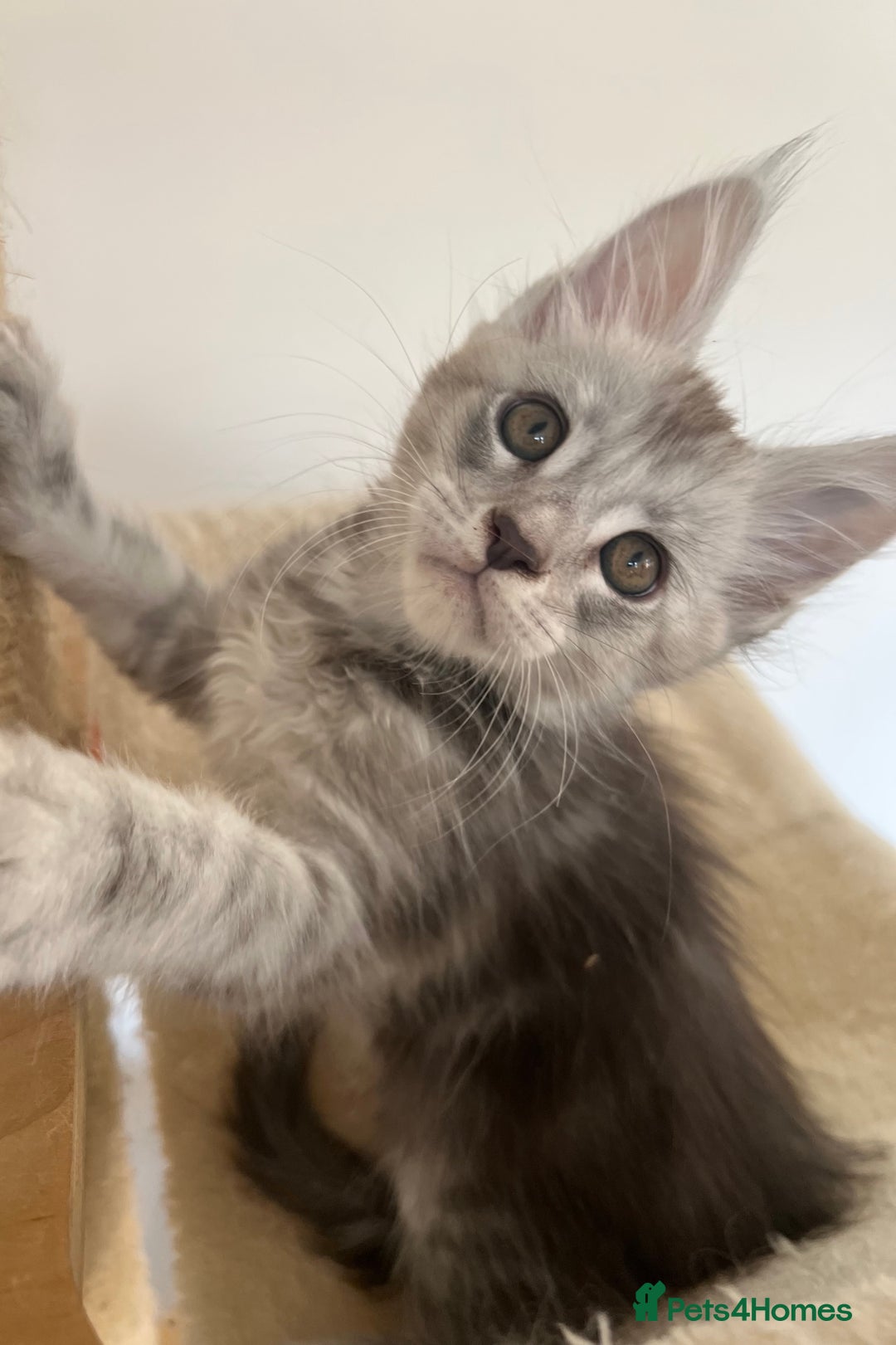 Maine Coon cats for sale: Maine Coon boy male TICA pedigree shaded  - Image 2