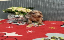 Dachshund dogs for sale: Miniature Dachshund Puppies - Advert 2