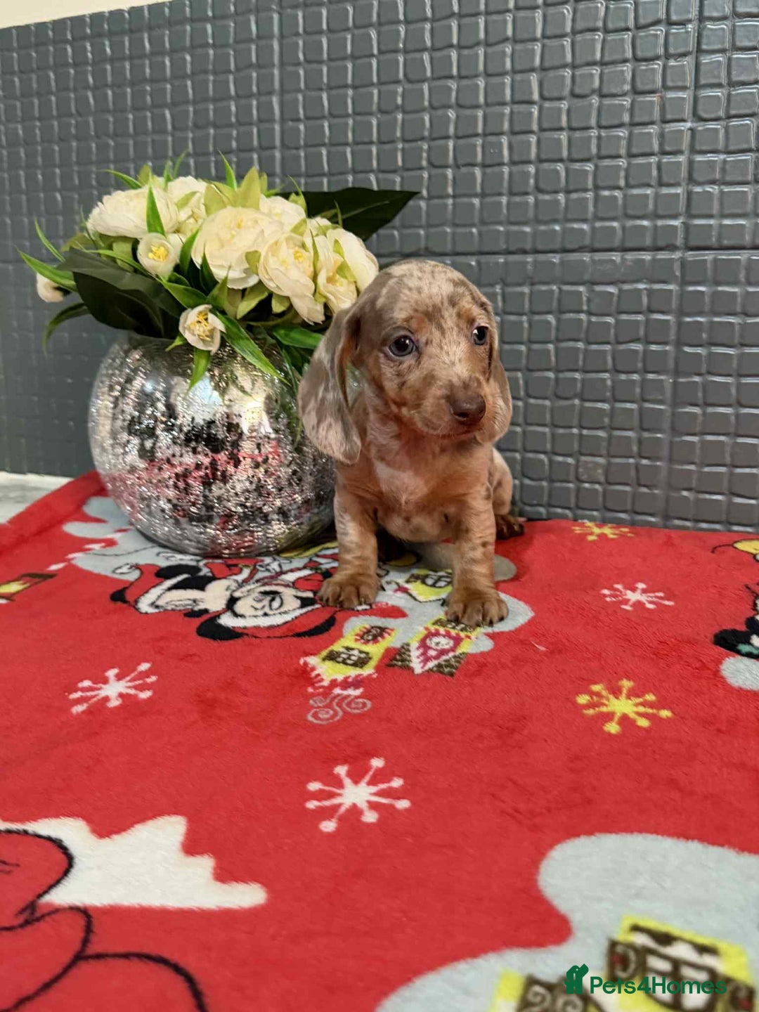 Dachshund dogs for sale: Miniature Dachshund Puppies - Advert 2