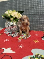 Dachshund dogs Miniature Dachshund Puppies - Advert 7