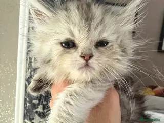 Maine Coon cats Just 1 girls now Maine coon cross Persian - Advert 1