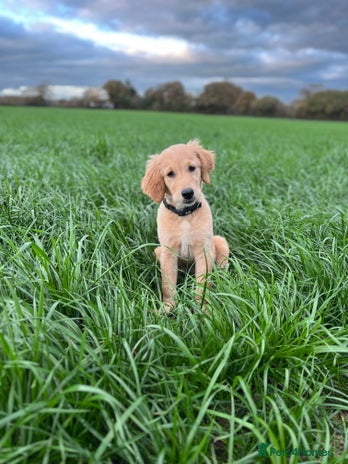 Golden Retriever dogs Beautiful golden retriever puppy Girl - Advert 1