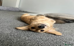 Miniature Dachshund dogs for sale: SHADED CREAM KC REG. PRA CLEAR HEALTH TESTED - Image 3