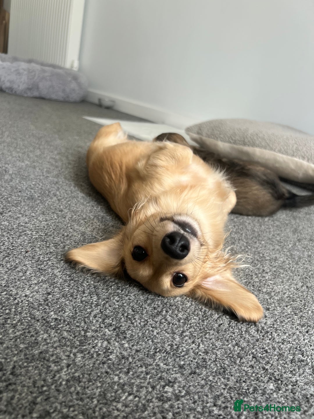 Miniature Dachshund dogs for sale: SHADED CREAM KC REG. PRA CLEAR HEALTH TESTED - Image 3