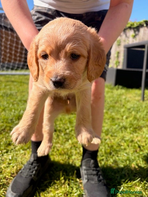 Labradoodle dogs Red/light apricot Labradoodles for sale  - Advert 1