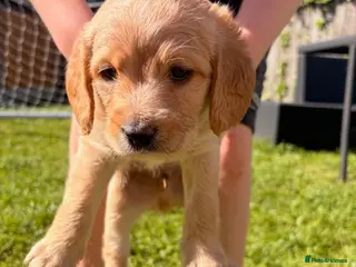 Labradoodle dogs Red/light apricot Labradoodles for sale - Advert 4