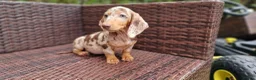 Miniature Dachshund dogs for sale:  Beautiful Mini dachshund   - Advert 10