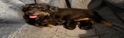 Dachshund dogs for sale: Wirehaired Dachshund puppies  - Advert 1