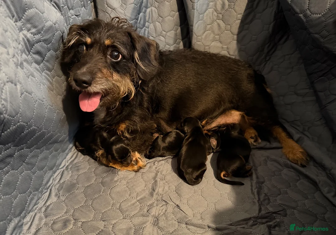 Dachshund dogs for sale: Wirehaired Dachshund puppies  - Advert 1