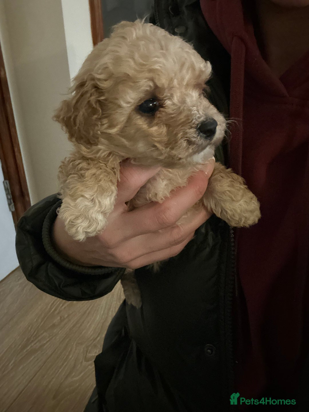 Poochon dogs for sale: Poochon puppies ready now  - Advert 10
