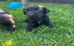 Labrador Retriever dogs for sale: Kc reg black working Labrador puppies  - Image 8
