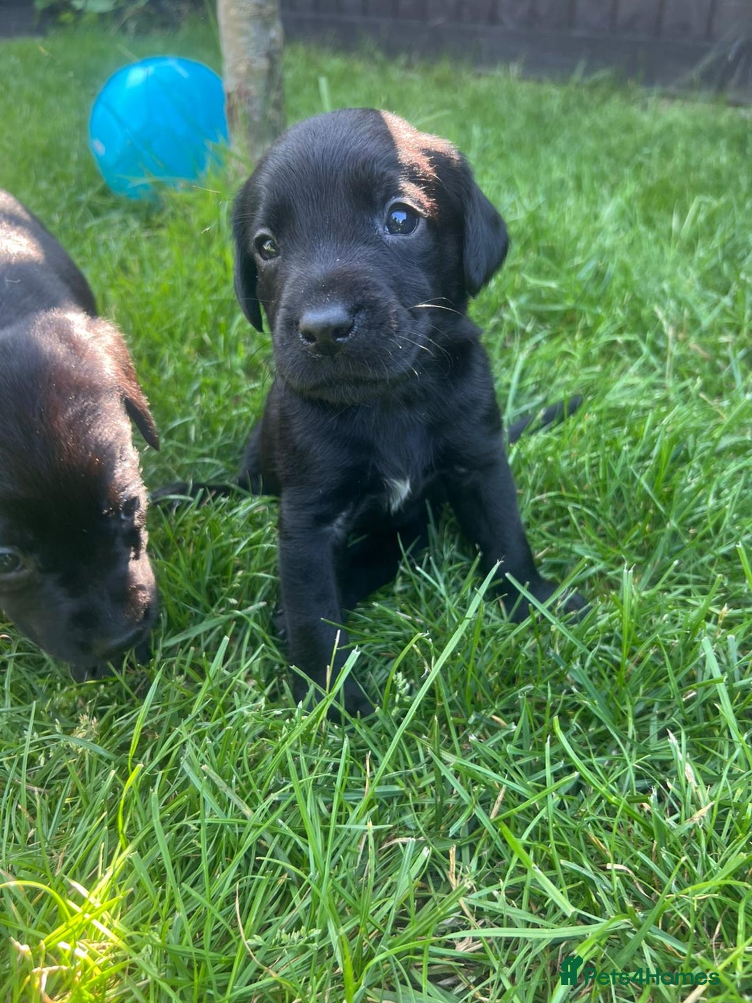 Labrador Retriever dogs for sale: Kc reg black working Labrador puppies  - Image 8