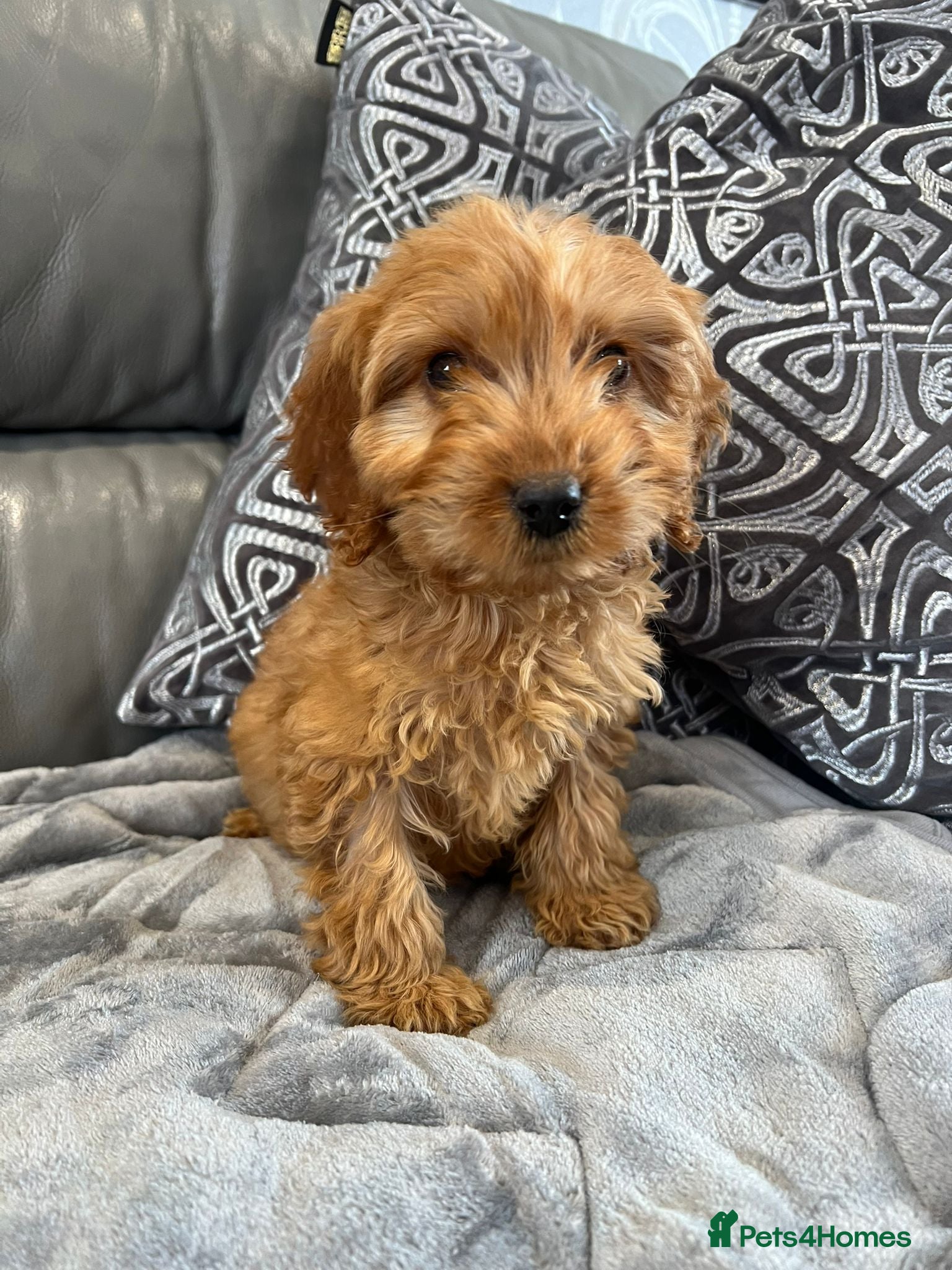 Cockapoo dogs Cockapoo puppies LAST GIRL FULLY VACCINATED  - Advert 4