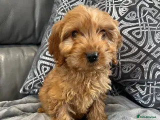 Cockapoo dogs Cockapoo puppies LAST GIRL FULLY VACCINATED - Advert 4