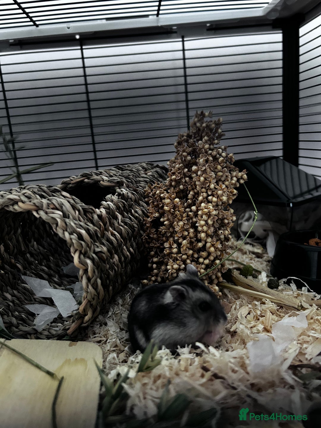Hamster rodents for sale: Russian Dwarf Hamster  - Image 3