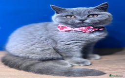 British Shorthair cats for sale: Beautiful GCCF Registered BSH Kittens - Ready Now - Image 8