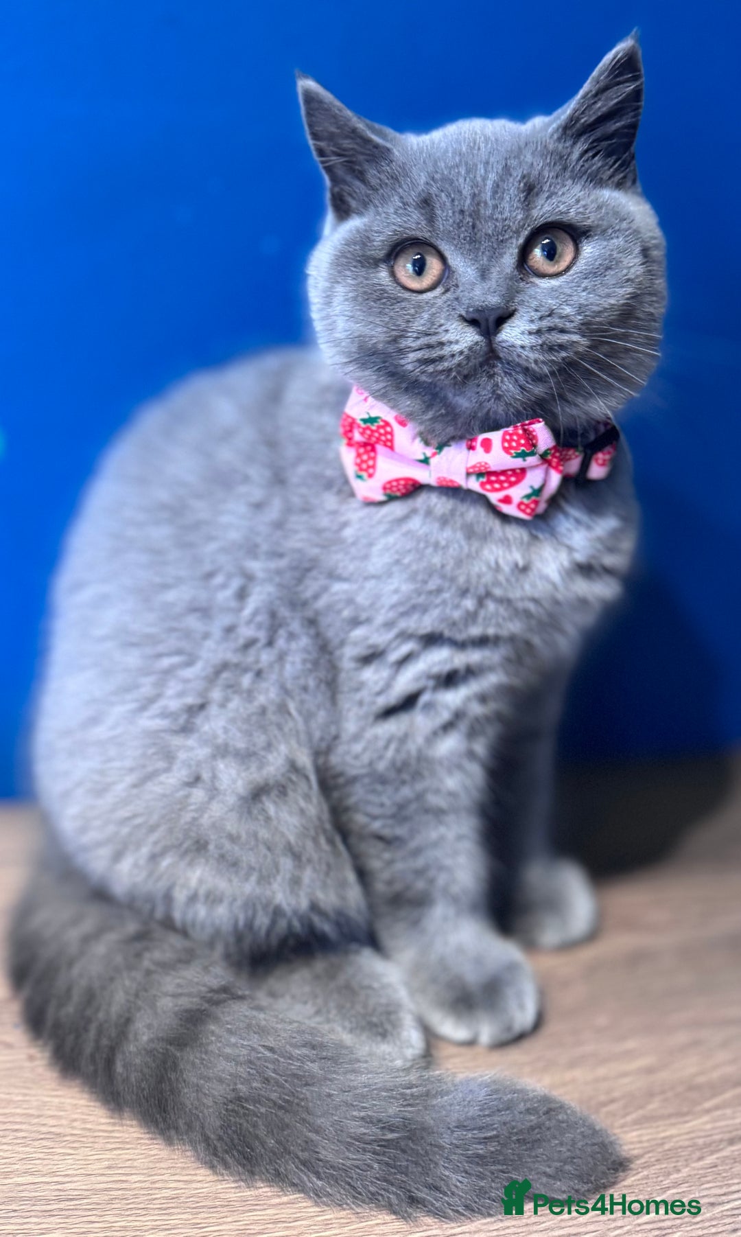 British Shorthair cats for sale: Beautiful GCCF Registered BSH Kittens - Ready Now - Image 8