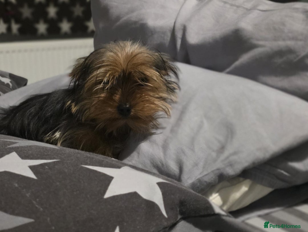 Yorkshire Terrier dogs for sale: Yorkshire  - Advert 4