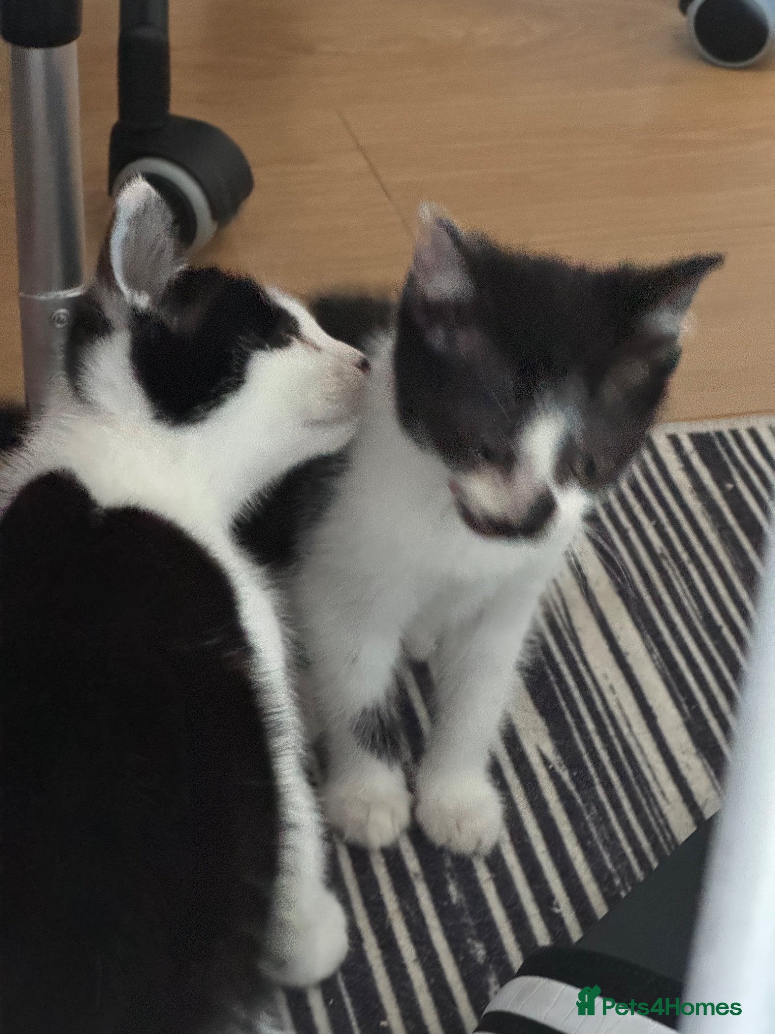 Mixed Breed cats 8 Week old Kitten Yuki & Oreo - Advert 5