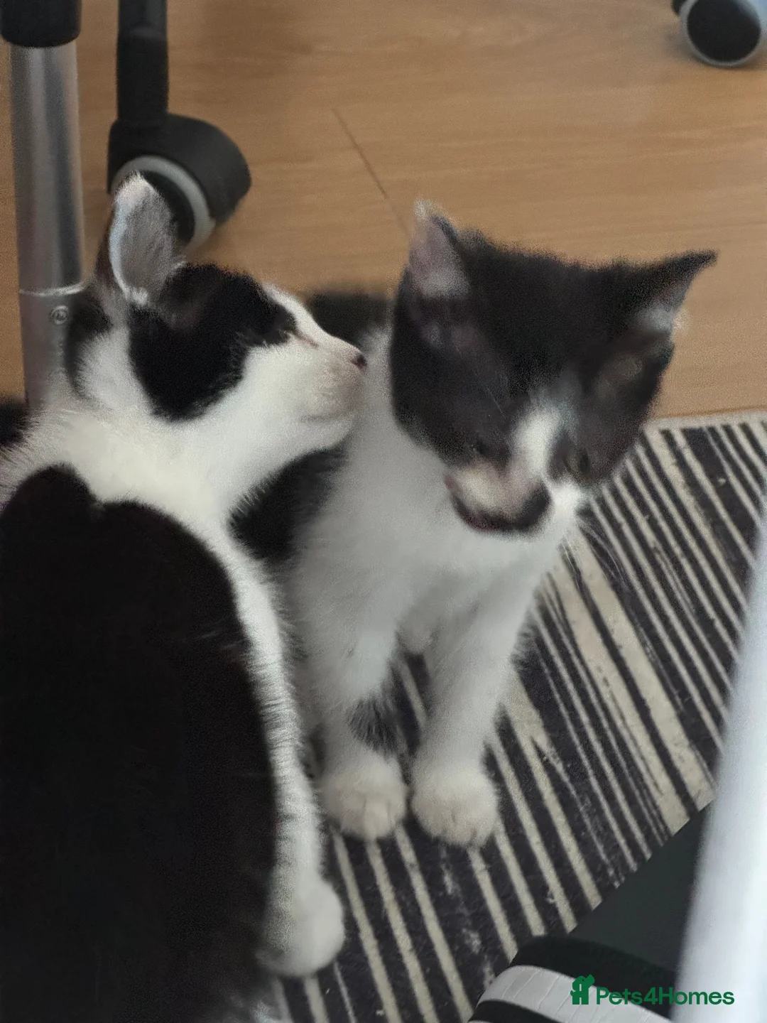 Mixed Breed cats for sale: 8 Week old Kitten Yuki & Oreo - Advert 1