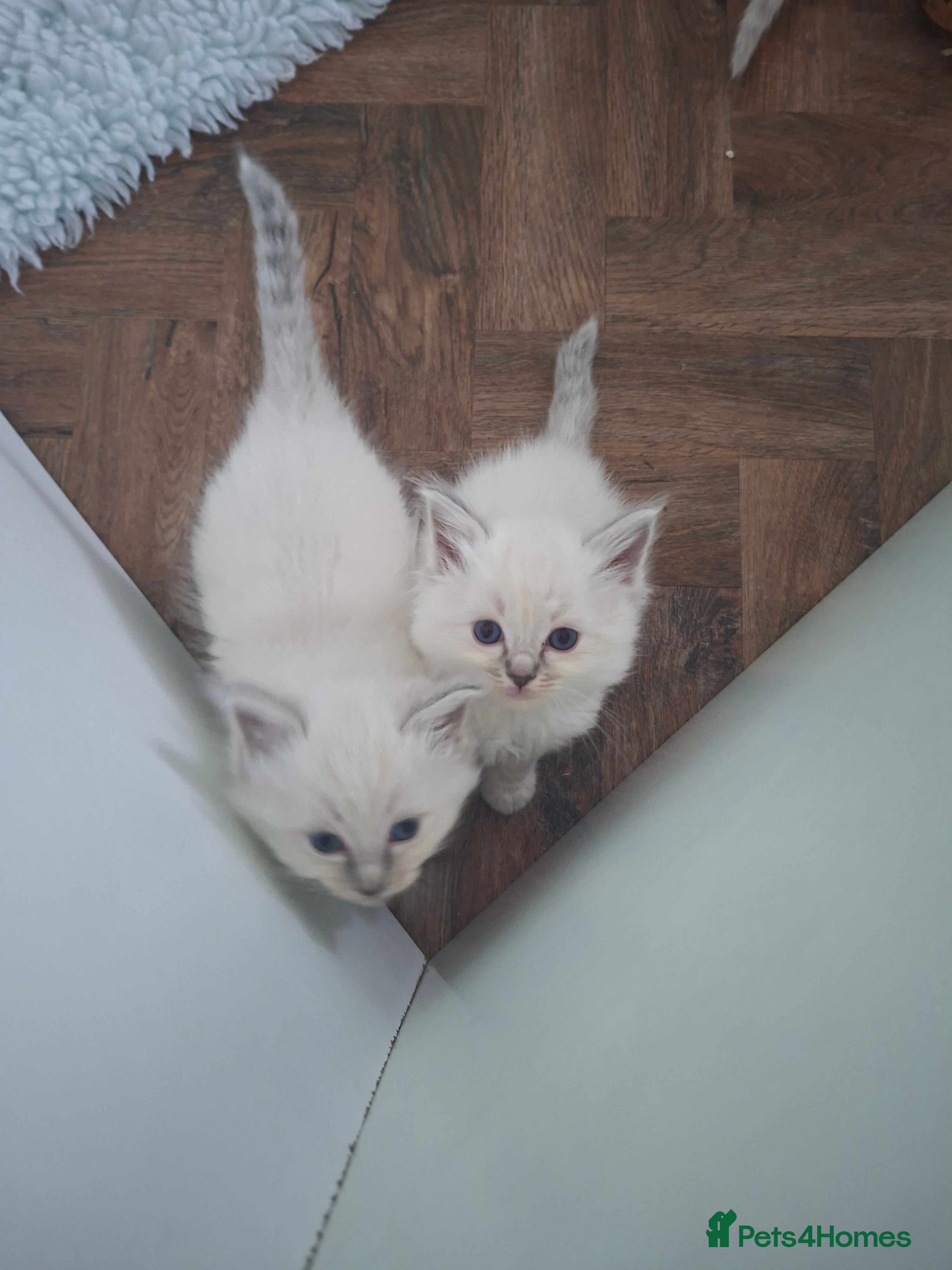 Ragdoll cats Beautiful ragdoll kittens - Advert 2