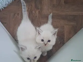 Ragdoll cats Beautiful ragdoll kittens - Advert 2