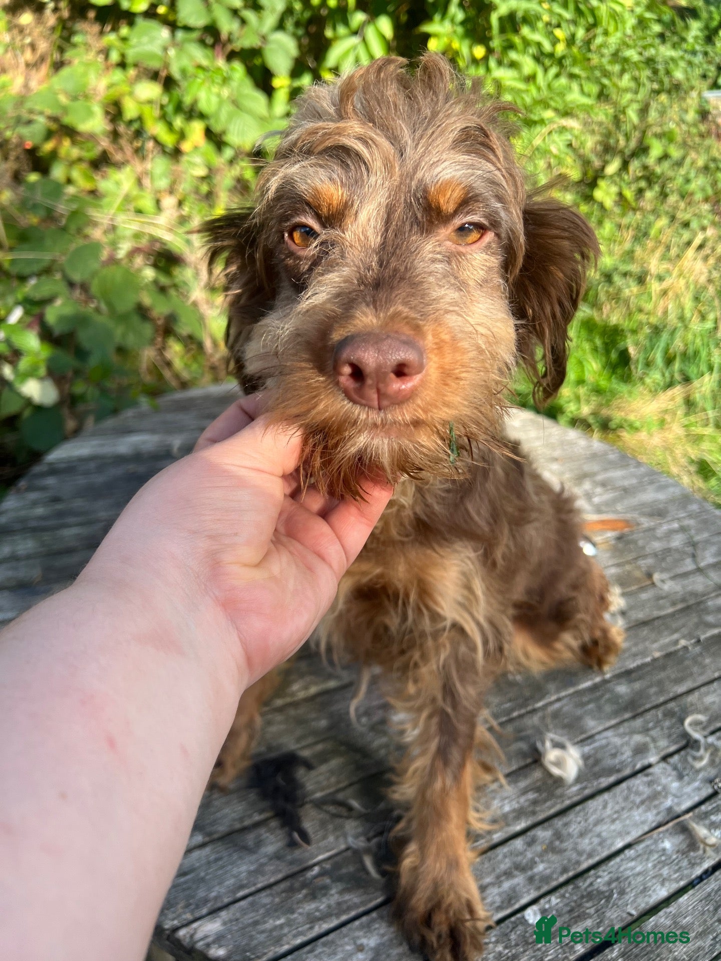 Cockapoo dogs Adult F1 and F1b girls - Advert 11