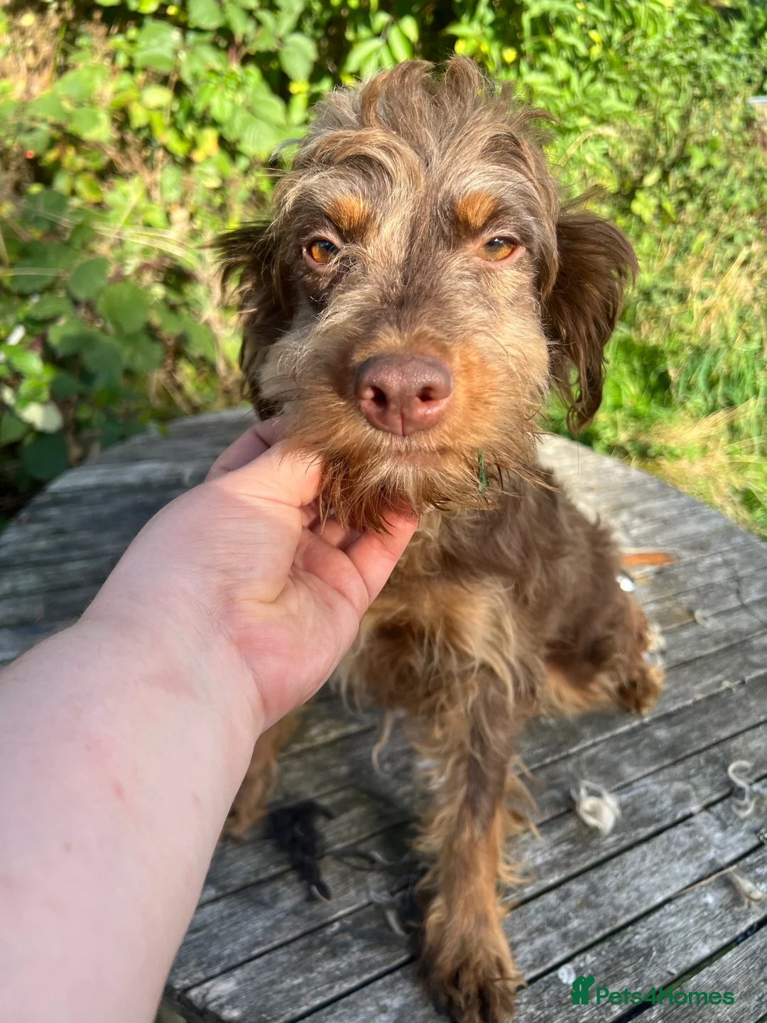 Cockapoo dogs for sale: Adult F1 and F1b girls - Advert 1