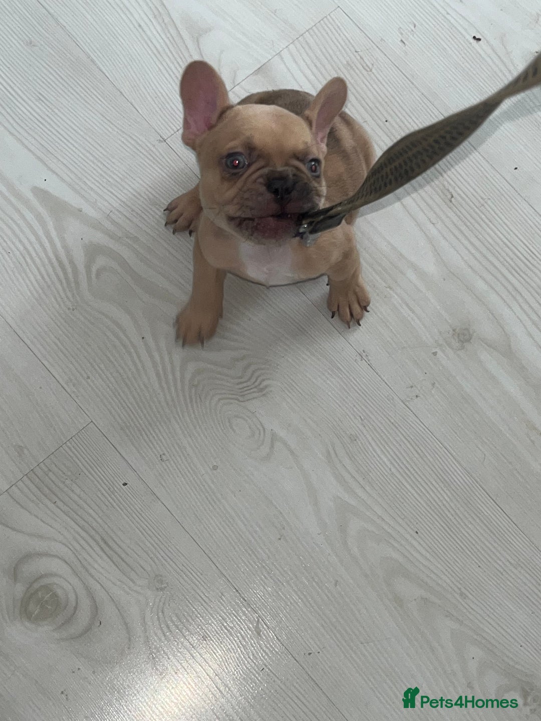 French Bulldog dogs for sale: Milo, Lovable boy Frenchie, amazing price 💫 - Image 17