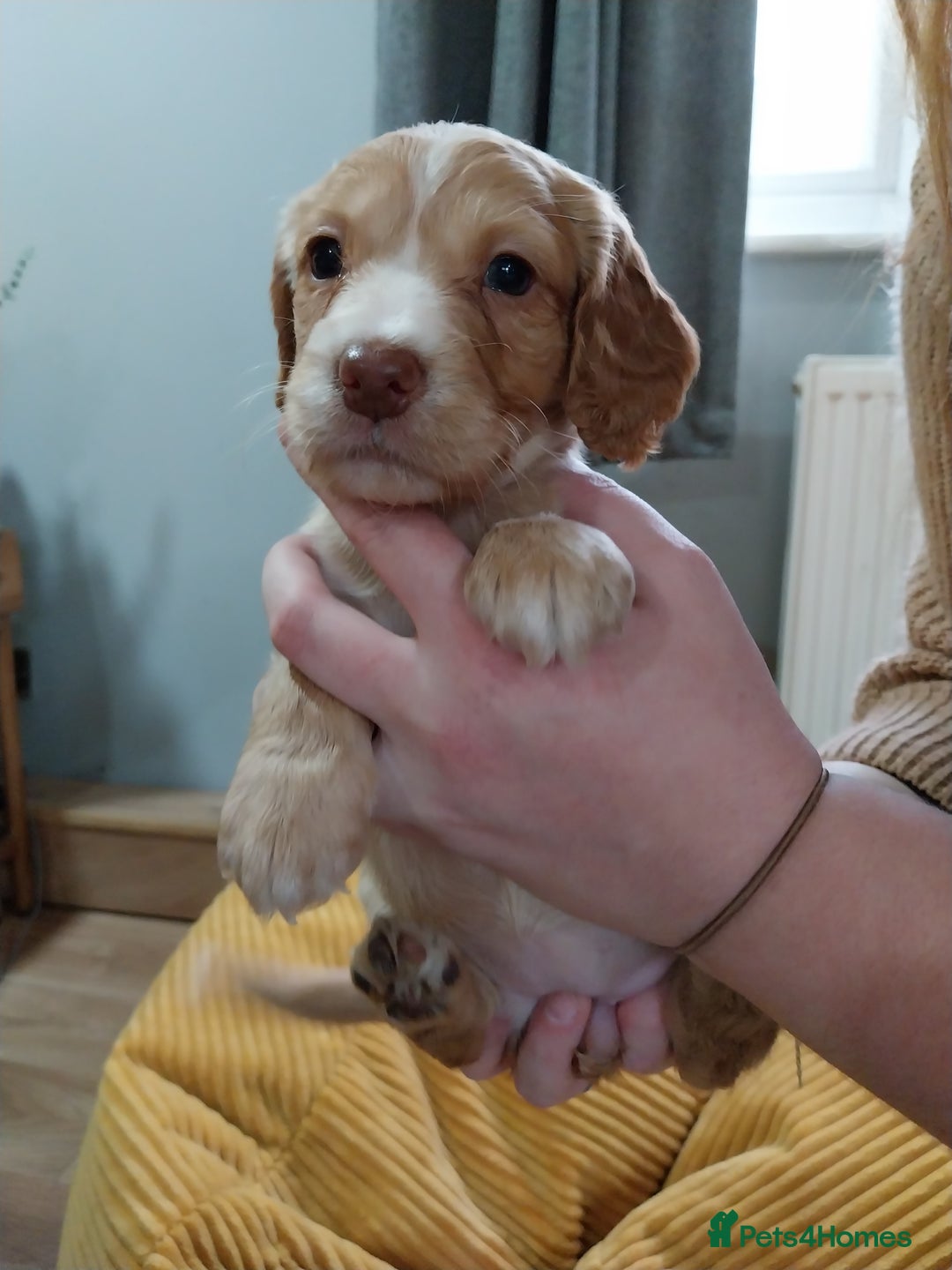 Cockapoo dogs for sale: Adorable Cockapoo puppies  - Image 24