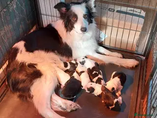 Mixed Breed dogs Border Collie/Cocker Spaniel - Advert 1