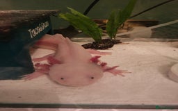 Axolotl reptiles for sale: 2 year old healthy male with all set - Image 1