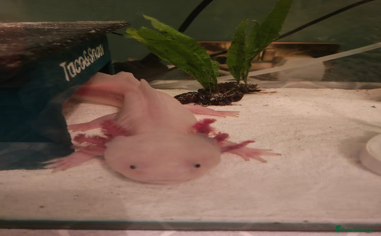 Axolotl reptiles - Advert 1
