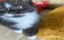 Mixed Breed cats for sale: FEMALE KITTENS FOR SALE £100 EACH - Image 4